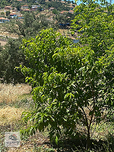 İZMİR KINIK BÜYÜKOBADA BARAJ PROJESİNE YAKIN 5.374 M² ARAZİ